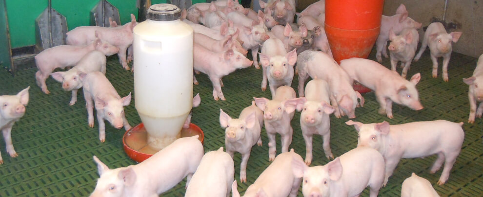 Transformación y retos del sector porcino de Taiwán