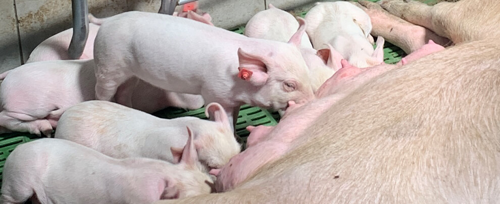 Key aspects of climate control in farrowing