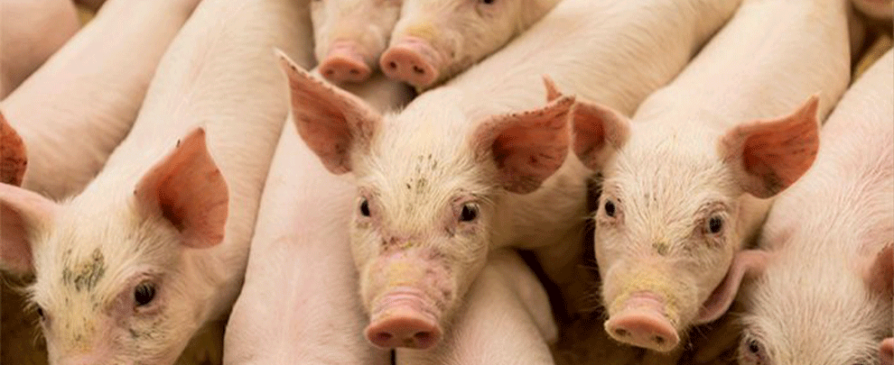 ASF keeps European pig sector on alert