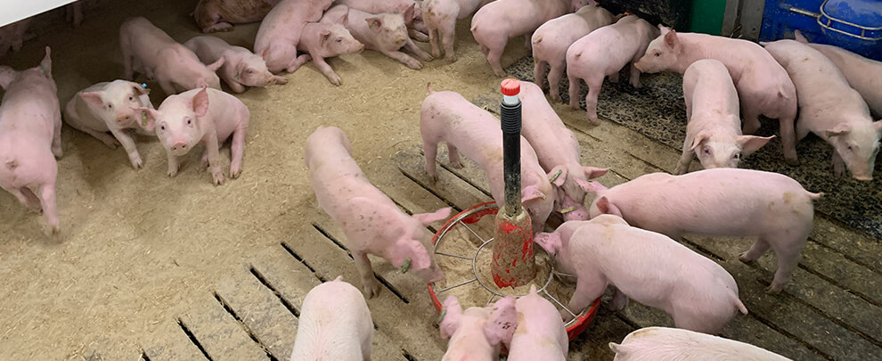 How has the pork market evolved in 2023?