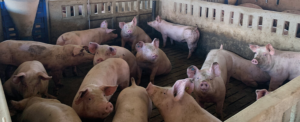 Genes that protect pigs from respiratory diseases identified