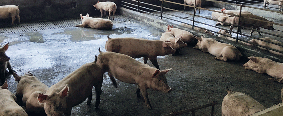 China is consolidating the recovery of its pork sector