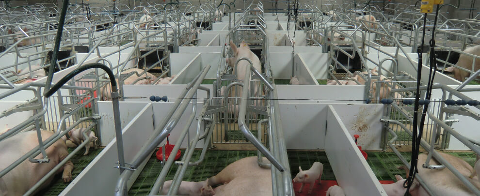 Pork production grows in Colombia