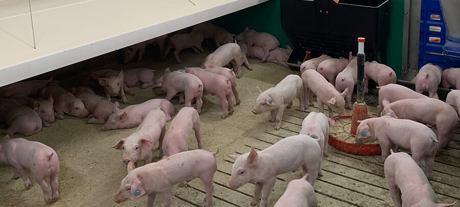 The Spanish pig sector, European leader in 2024